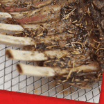 Air Fryer Soul Food Seasoned Lamb Chops